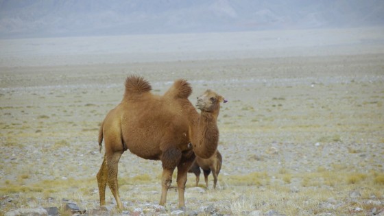 荒漠上寂寞的駱駝。Photo：David E. Anderson