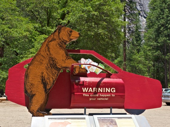 在優勝美地露營要注意熊的問題。食物一定要妥善儲存。